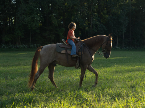 HorseID: 2304100 Crimson Captain - PhotoID: 1086990