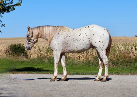 HorseID: 2304107 COCOA IS KINDA HOT - PhotoID: 1086997