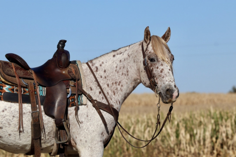 HorseID: 2304107 COCOA IS KINDA HOT - PhotoID: 1086998