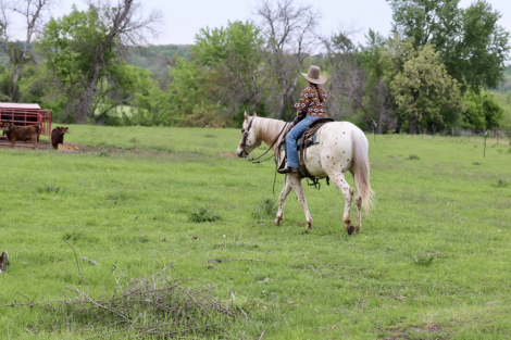 HorseID: 2304107 COCOA IS KINDA HOT - PhotoID: 1086999