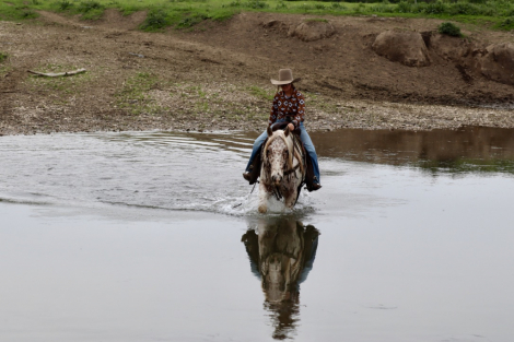 HorseID: 2304107 COCOA IS KINDA HOT - PhotoID: 1087000