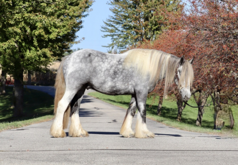 HorseID: 2304109 RUTLIN CRANBERRY RANCH KING WILLIAM - PhotoID: 1087001