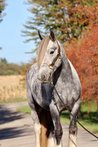 HorseID: 2304109 RUTLIN CRANBERRY RANCH KING WILLIAM - PhotoID: 1087002