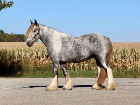 HorseID: 2304109 RUTLIN CRANBERRY RANCH KING WILLIAM - PhotoID: 1087003