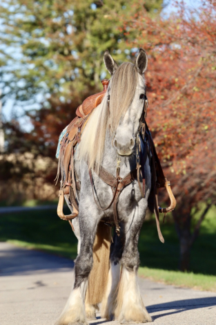 HorseID: 2304109 RUTLIN CRANBERRY RANCH KING WILLIAM - PhotoID: 1087004