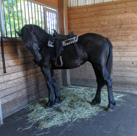 HorseID: 2304110 PEARL Granddaughter of Dressage Champion TINUS PM - PhotoID: 1087009
