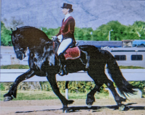 HorseID: 2304110 PEARL Granddaughter of Dressage Champion TINUS PM - PhotoID: 1087010