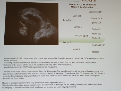 HorseID: 2304110 PEARL Granddaughter of Dressage Champion TINUS PM - PhotoID: 1087034