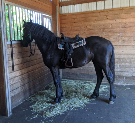 HorseID: 2304110 PEARL Granddaughter of Dressage Champion TINUS PM - PhotoID: 1087035