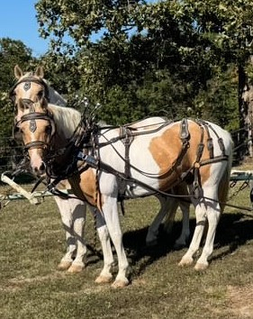 HorseID: 2304111 MIke & Ike - PhotoID: 1087006