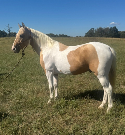 HorseID: 2304111 MIke & Ike - PhotoID: 1087007