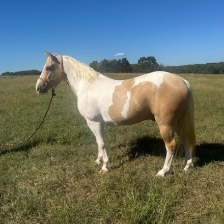 HorseID: 2304111 MIke & Ike - PhotoID: 1087008