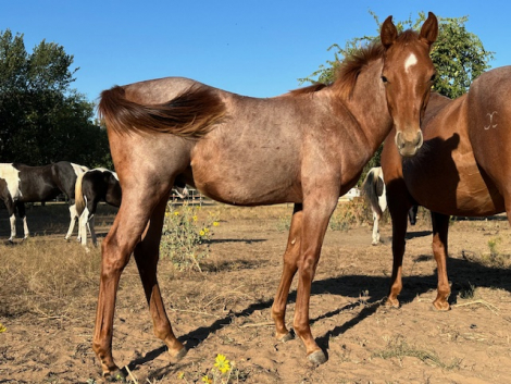 HorseID: 2304114 Peptos Roan Legend - PhotoID: 1087200