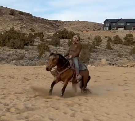 HorseID: 2304115 San Anns Dream - PhotoID: 1087012