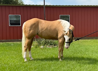 HorseID: 2304117 Dunnit Jacd Up - PhotoID: 1087016