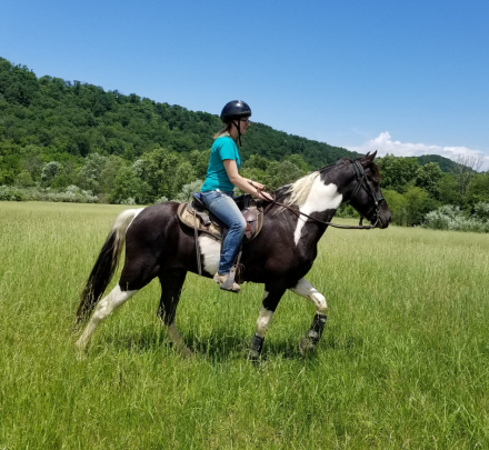 HorseID: 2304119 Stun Gun's Ruger - PhotoID: 1087015