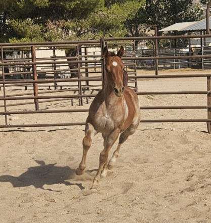 HorseID: 2304120 Bet On It Thomas - PhotoID: 1087021