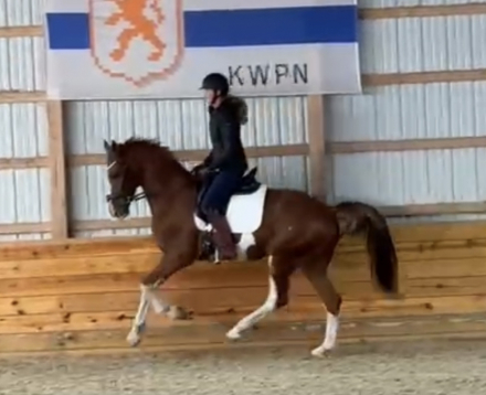 HorseID: 2304124 Soletta - PhotoID: 1087022