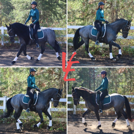 HorseID: 2304125 Ash The Shiny Dragon - PhotoID: 1087023