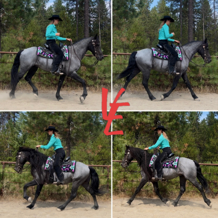 HorseID: 2304125 Ash The Shiny Dragon - PhotoID: 1087024