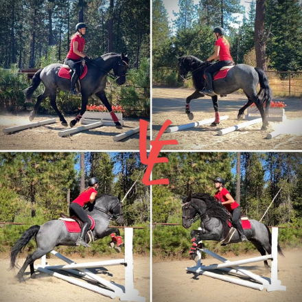 HorseID: 2304125 Ash The Shiny Dragon - PhotoID: 1087025