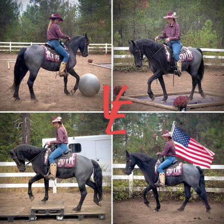 HorseID: 2304125 Ash The Shiny Dragon - PhotoID: 1087026