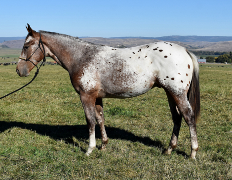 HorseID: 2304128 CP Cowboys And N Gins - PhotoID: 1087033
