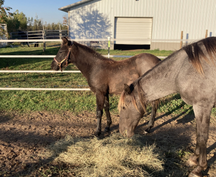 HorseID: 2304134 Spanish Blue on Black - PhotoID: 1087037
