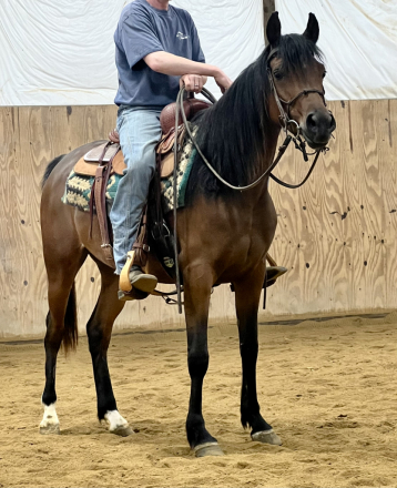 HorseID: 2304137 Ccatalina - PhotoID: 1087042