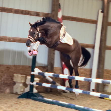 HorseID: 2304139 Wrote’s Gift - PhotoID: 1087051