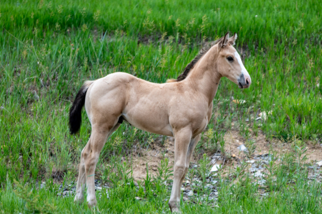 HorseID: 2304146 WPH Brewed For Speed - PhotoID: 1087057