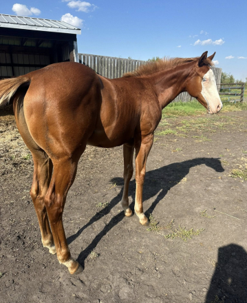 HorseID: 2304149 Figured Id Show Up - PhotoID: 1087058