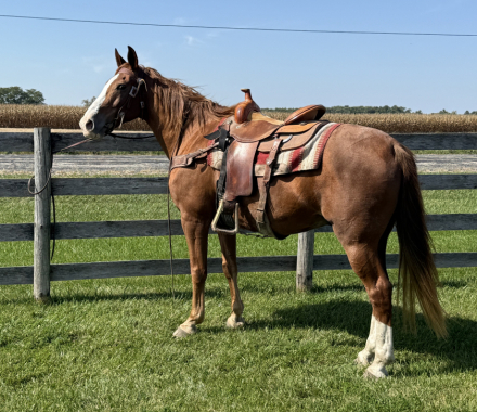 HorseID: 2304152 Arthur - PhotoID: 1087059