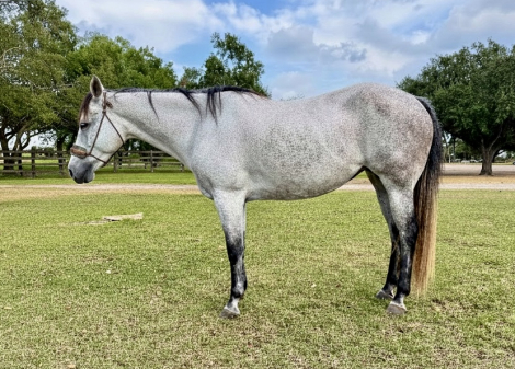 HorseID: 2304157 BLT Gay Bar Girl - PhotoID: 1087062