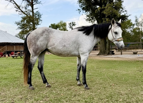 HorseID: 2304157 BLT Gay Bar Girl - PhotoID: 1087063