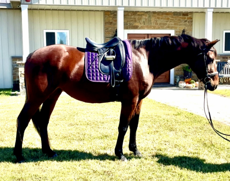 HorseID: 2304158 Whesper - PhotoID: 1087073