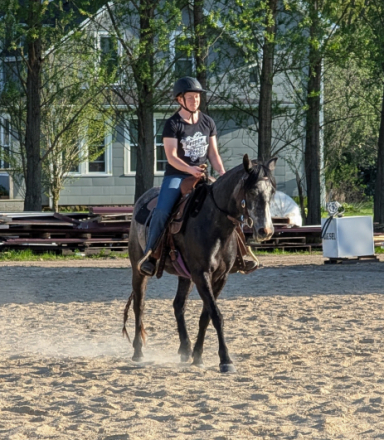 HorseID: 2304163 Song of Summer - PhotoID: 1087082