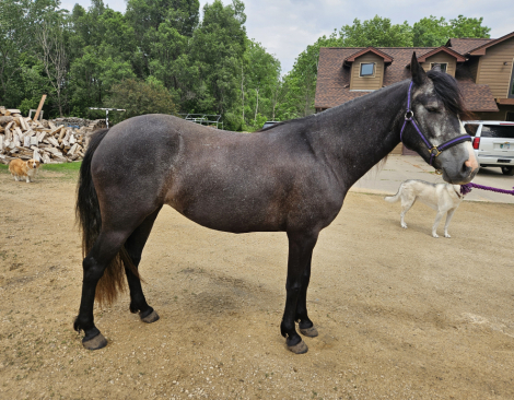 HorseID: 2304163 Song of Summer - PhotoID: 1087083