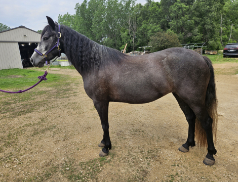 HorseID: 2304163 Song of Summer - PhotoID: 1087084