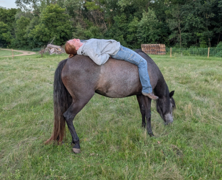 HorseID: 2304163 Song of Summer - PhotoID: 1087085