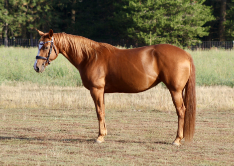 HorseID: 2304164 Peaches - PhotoID: 1087086