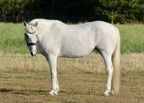 HorseID: 2304165 Reina - PhotoID: 1087087