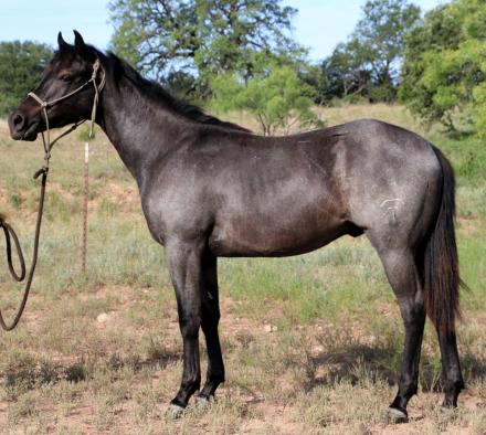 HorseID: 2304168 MT Blue Crush - PhotoID: 1087088