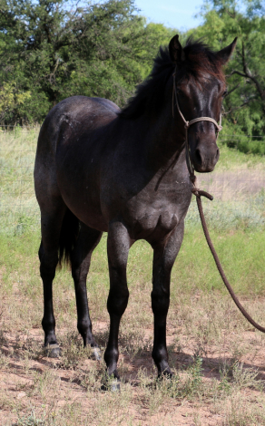 HorseID: 2304168 MT Blue Crush - PhotoID: 1087089