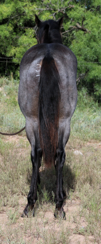 HorseID: 2304168 MT Blue Crush - PhotoID: 1087090