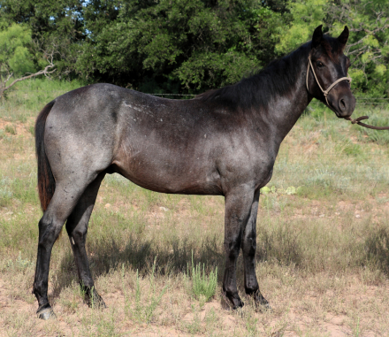 HorseID: 2304168 MT Blue Crush - PhotoID: 1087091