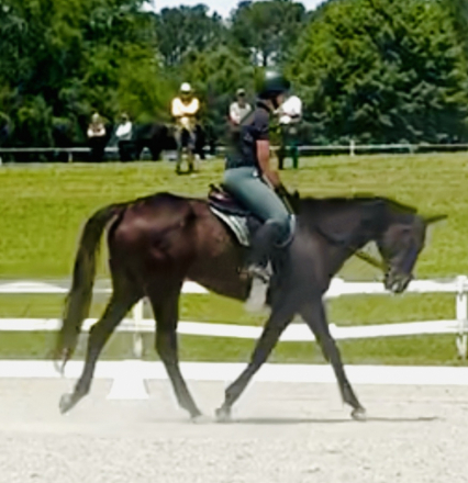 HorseID: 2304170 Bear Necessities - PhotoID: 1087092