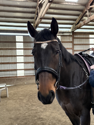 HorseID: 2304173 Bullet Bay - PhotoID: 1087225