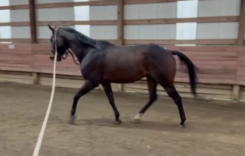 HorseID: 2304173 Bullet Bay - PhotoID: 1087226