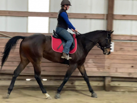 HorseID: 2304173 Bullet Bay - PhotoID: 1087227